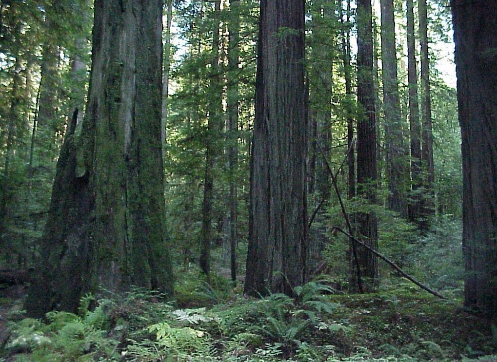 1020x750 Redwood Forest Wallpaper. Daily inspiration art photo, picture, Desktop