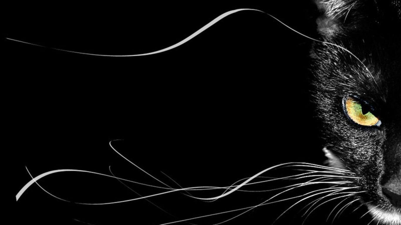 1370x770 Black Cat Desktop Wallpaper  HD Wallpaper, Desktop