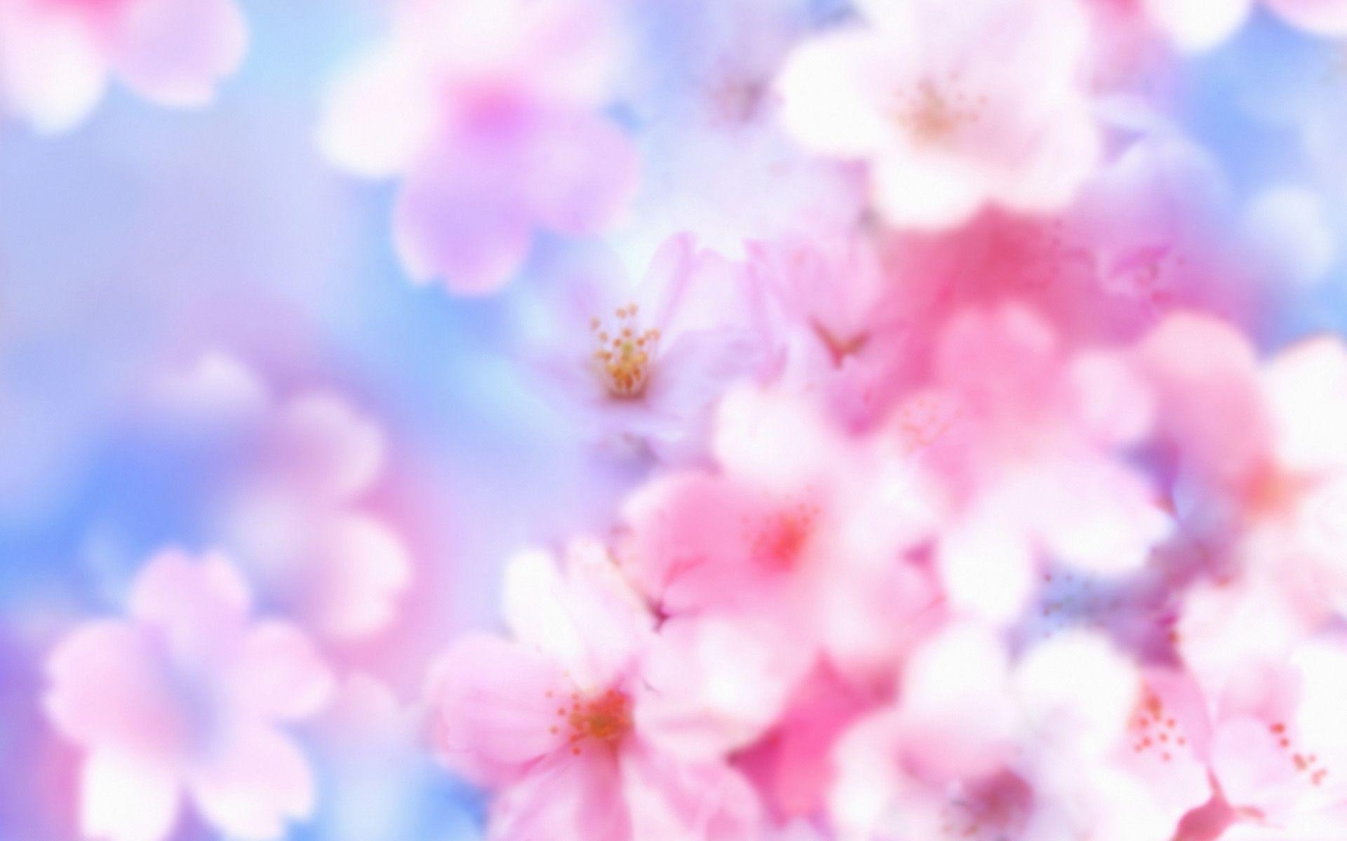 1920x1200 Desktop HD sakura flower background, Desktop