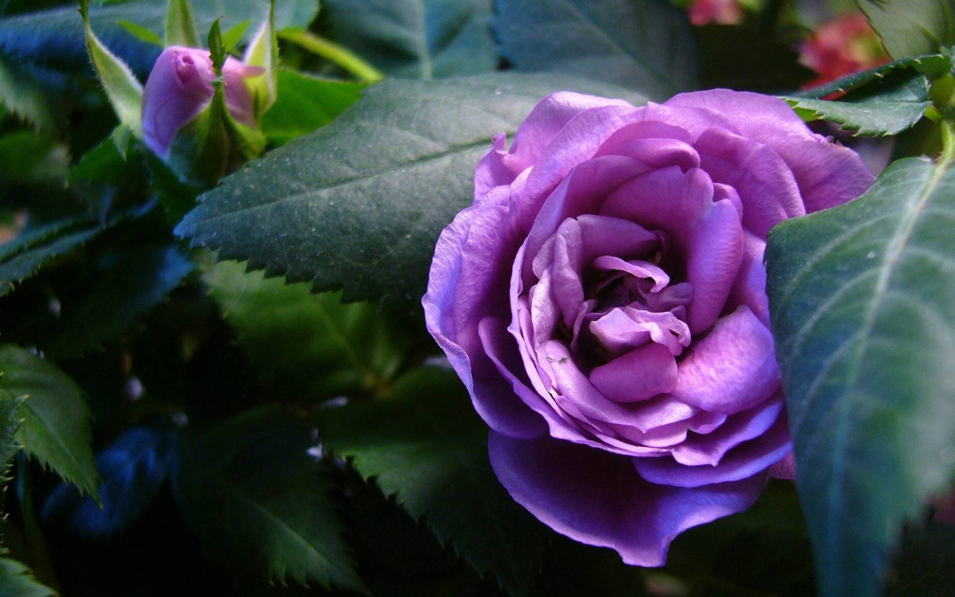 1920x1200 HD Wallpaper 1080p Purple Rose- HD Wallpaper OS, Desktop