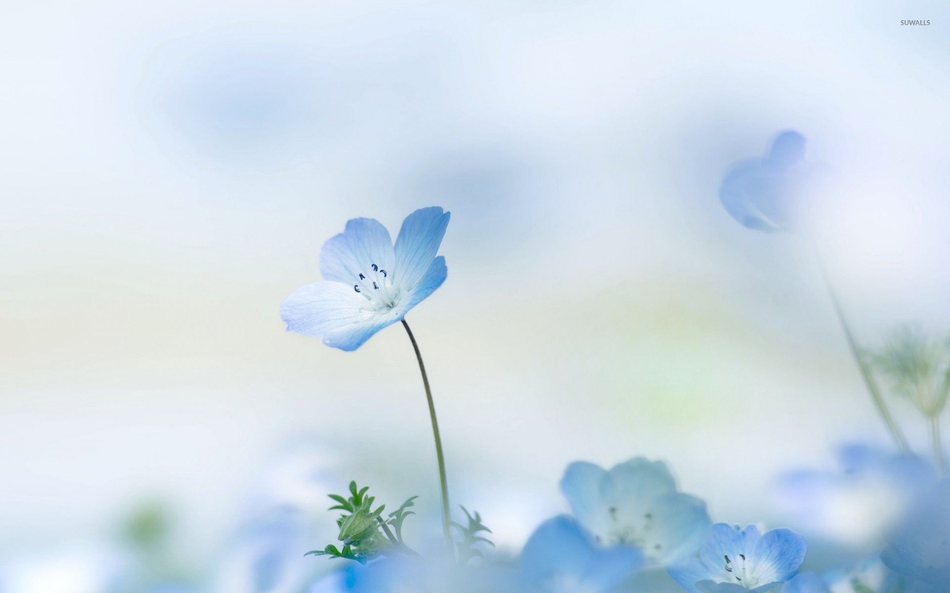 1920x1200 Free photo: Blue flower, Color, Flower, Desktop