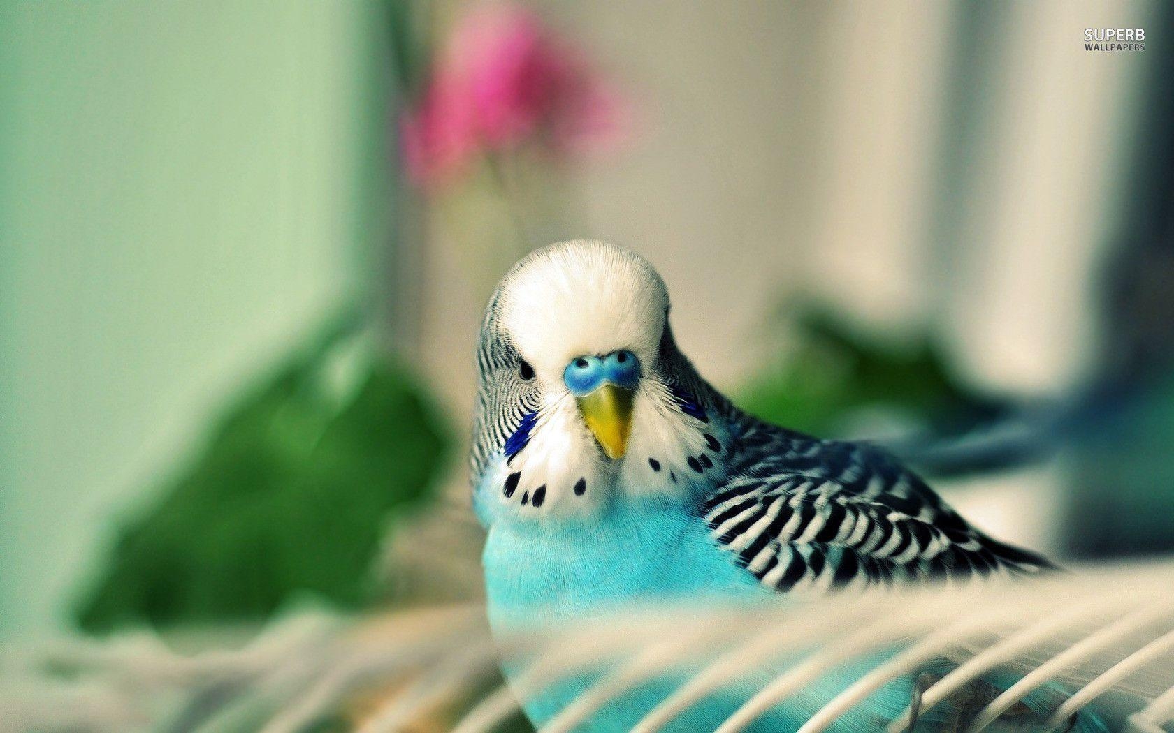 1680x1050 Parakeet wallpaper wallpaper - #, Desktop