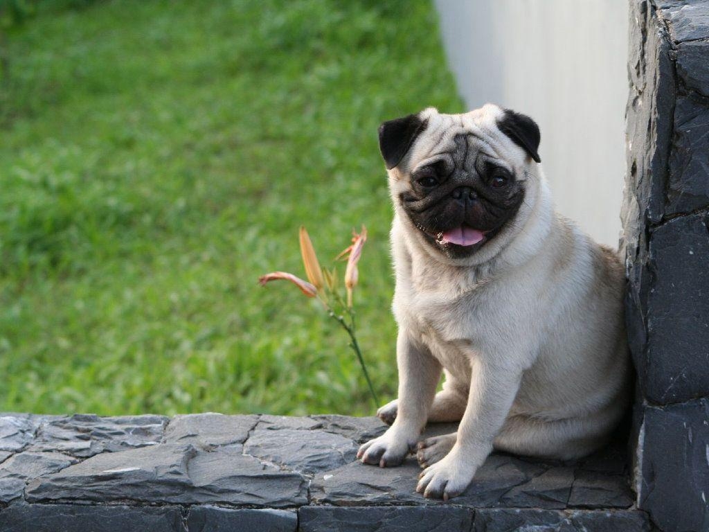 1030x770 Pug Dog, Desktop