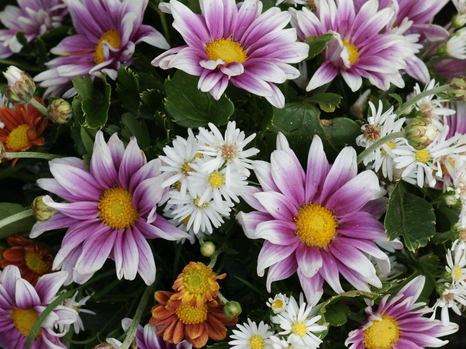 1600x1200 flowers for flower lovers.: Daisy flowers desktop wallpaper, Desktop