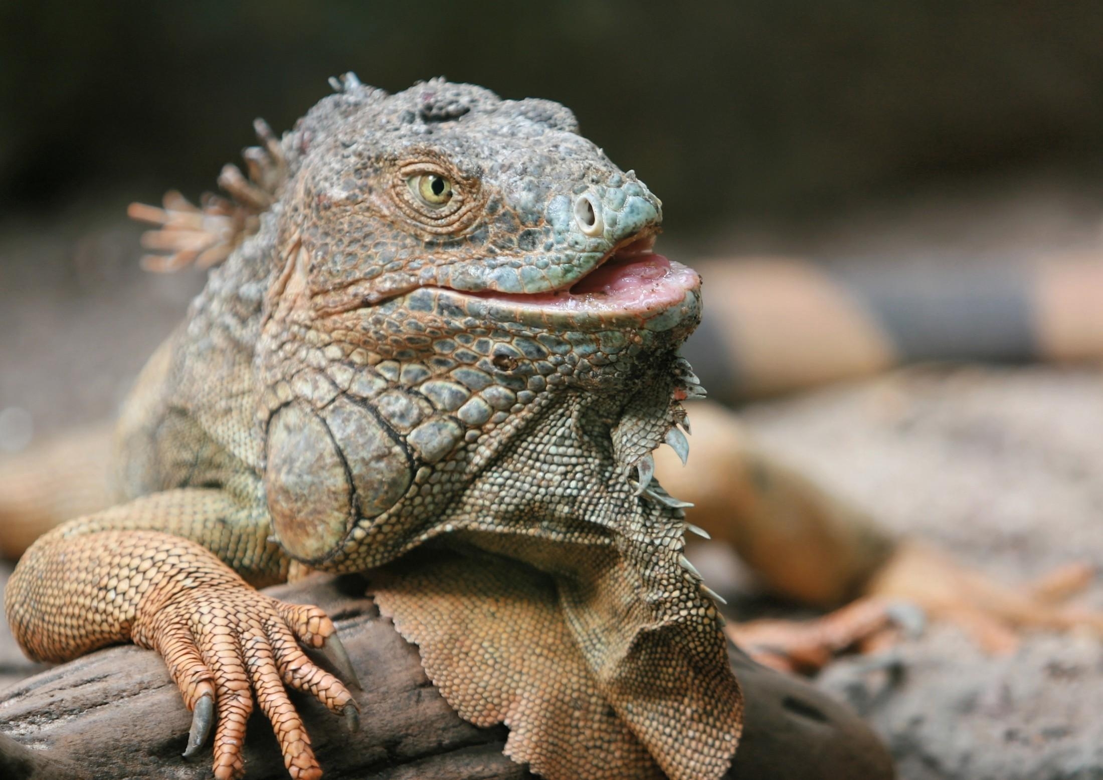 2200x1560 Download  Iguana, Close Up View, Lizard, Notcutetho, Desktop