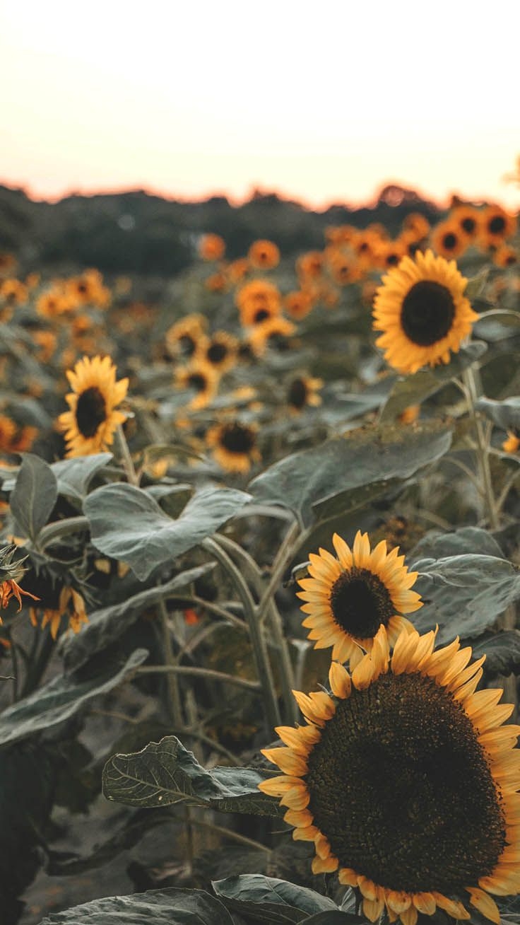 740x1310 Super Pretty Sunflower iPhone Wallpaper, Phone