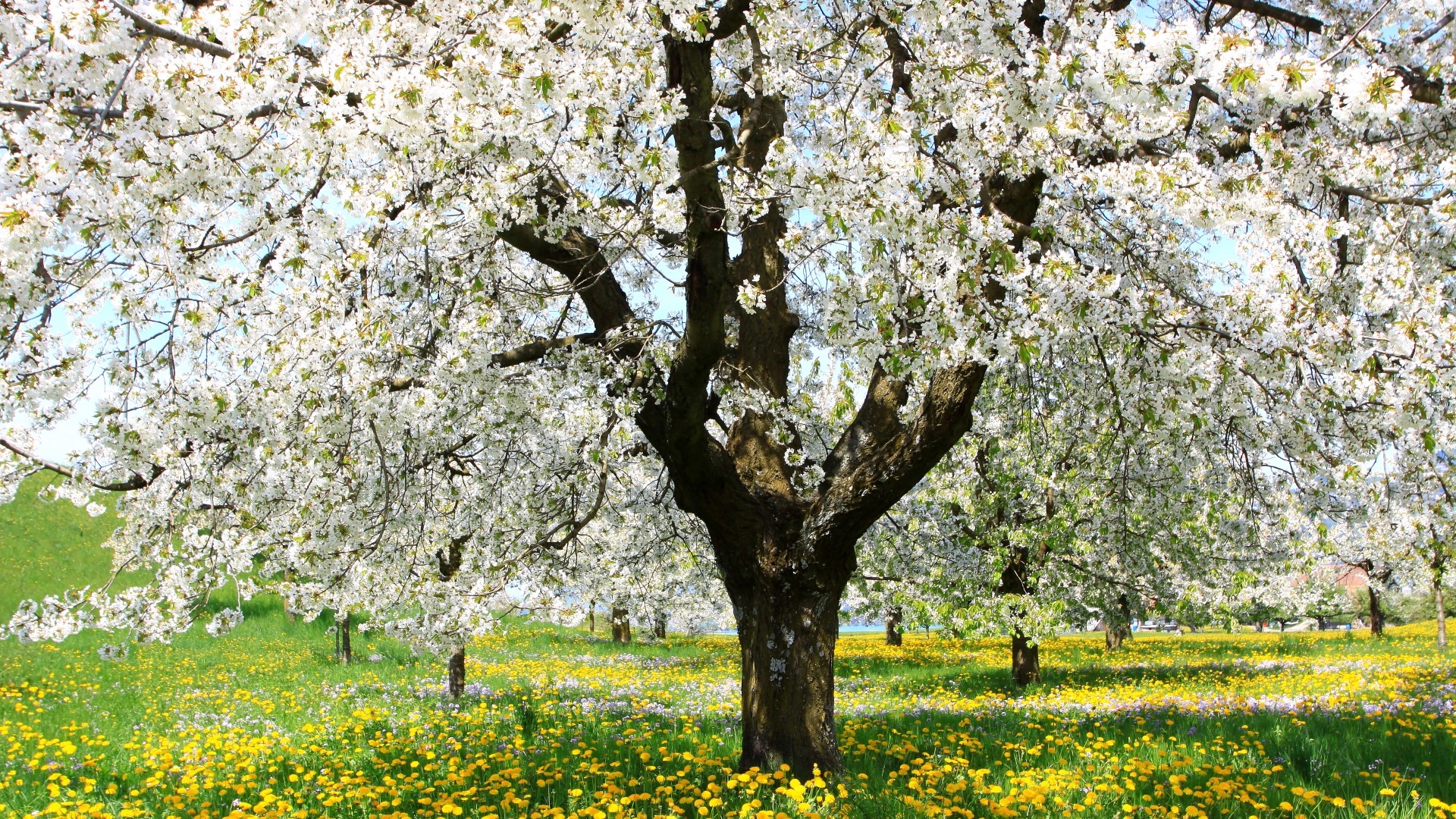 1920x1080 White Blossoming Tree in Spring Field, Desktop