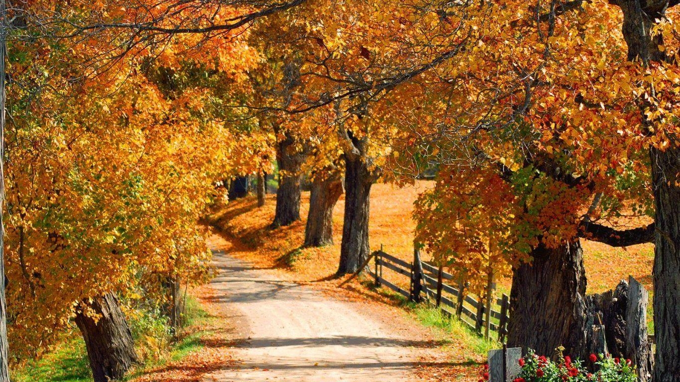 1370x770 Forest Autumn Mansfield Vermont Foliage Fall Color Leaves, Desktop