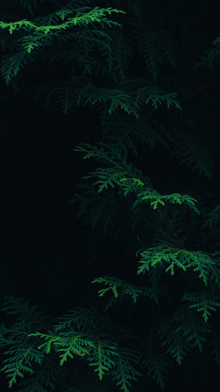 750x1340 Dark Green iPhone Wallpaper Free Dark Green iPhone Background, Phone