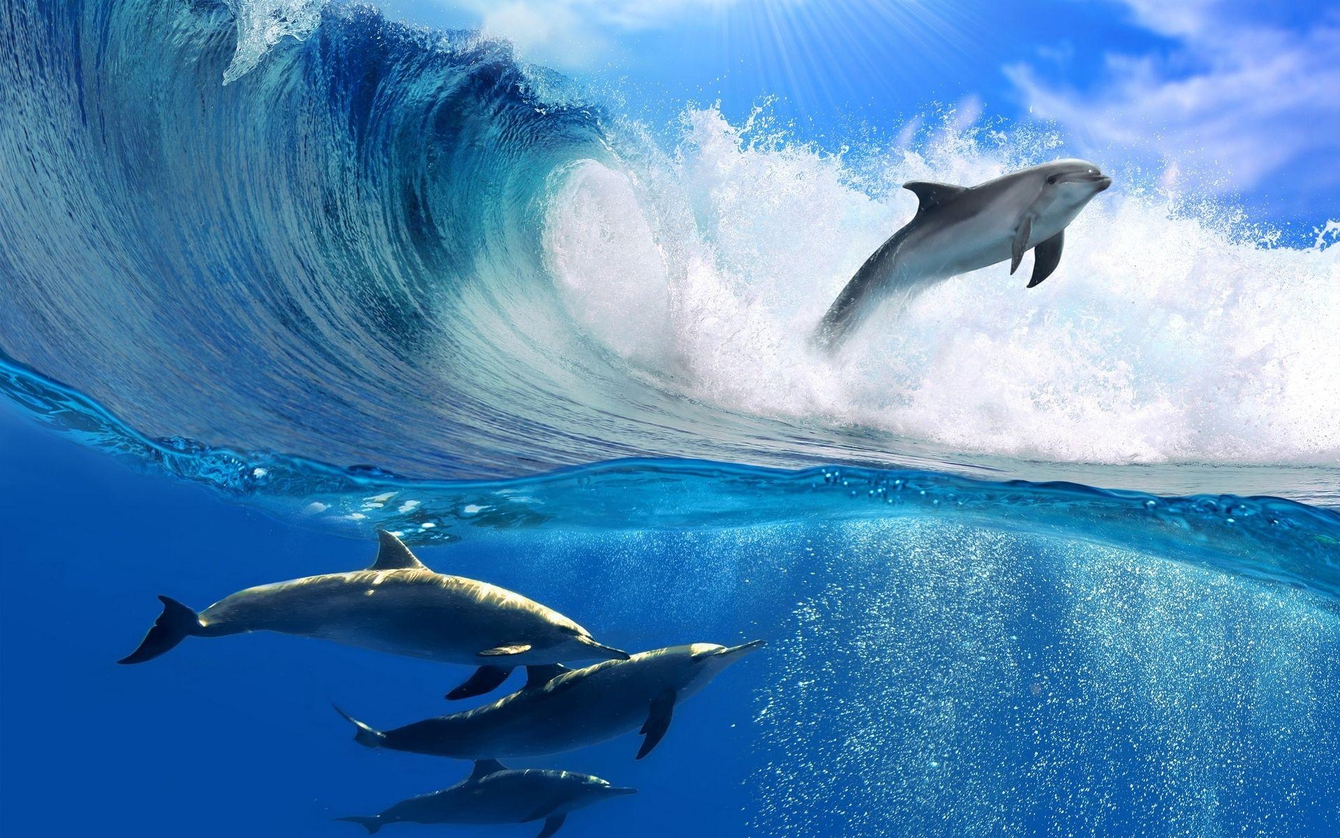 1920x1200 Dolphin Wave Wallpaper HD Wallpaper Top. Animals, Dolphins, Desktop