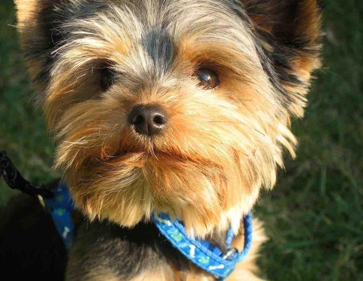 1170x900 Yorkie Puppy Wallpaper Apps on Google Play, Desktop