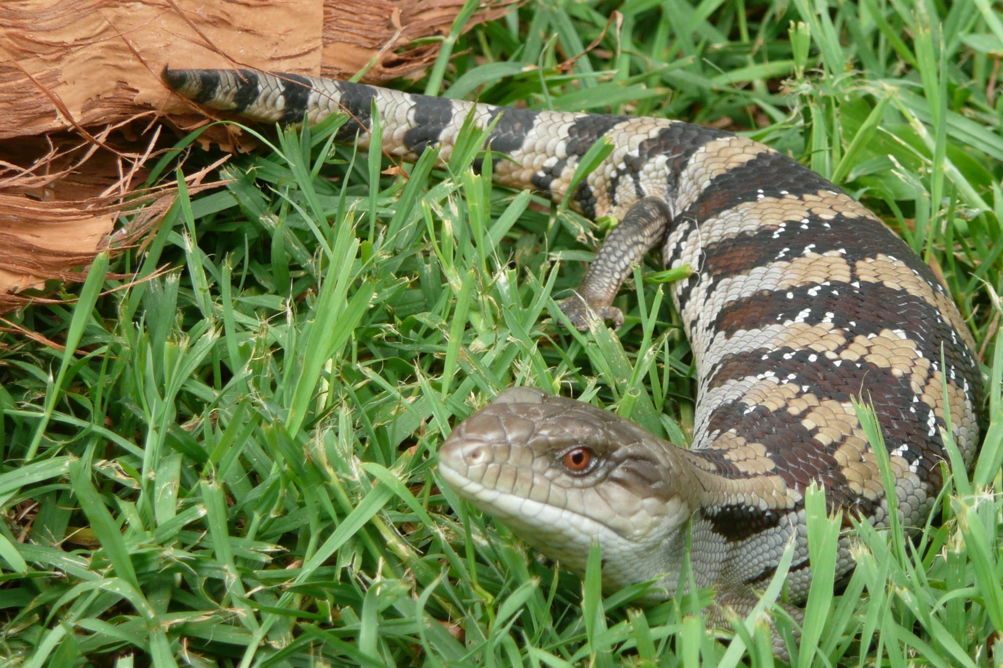 3220x2150 Blue Tongue Skink HD Wallpaper. Background Image, Desktop