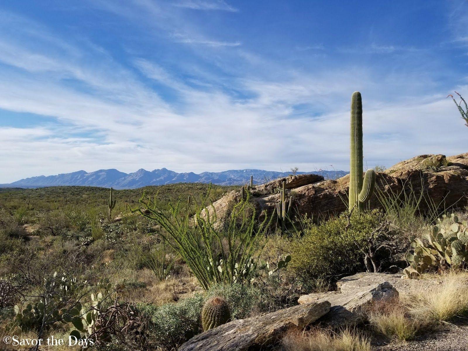 1600x1200 Savor The Days: The Saguaro National Park, Desktop