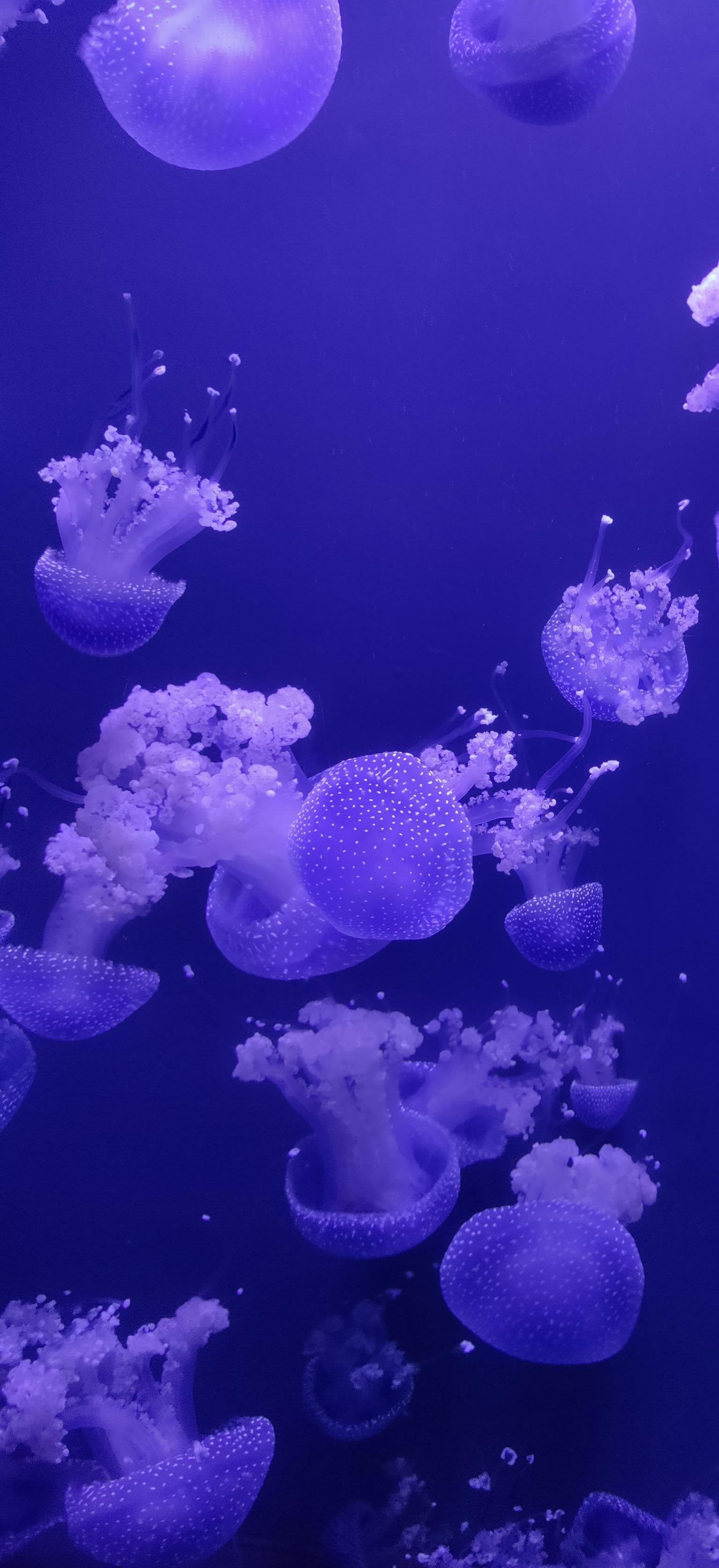 1540x3350 Jellyfish, Phone