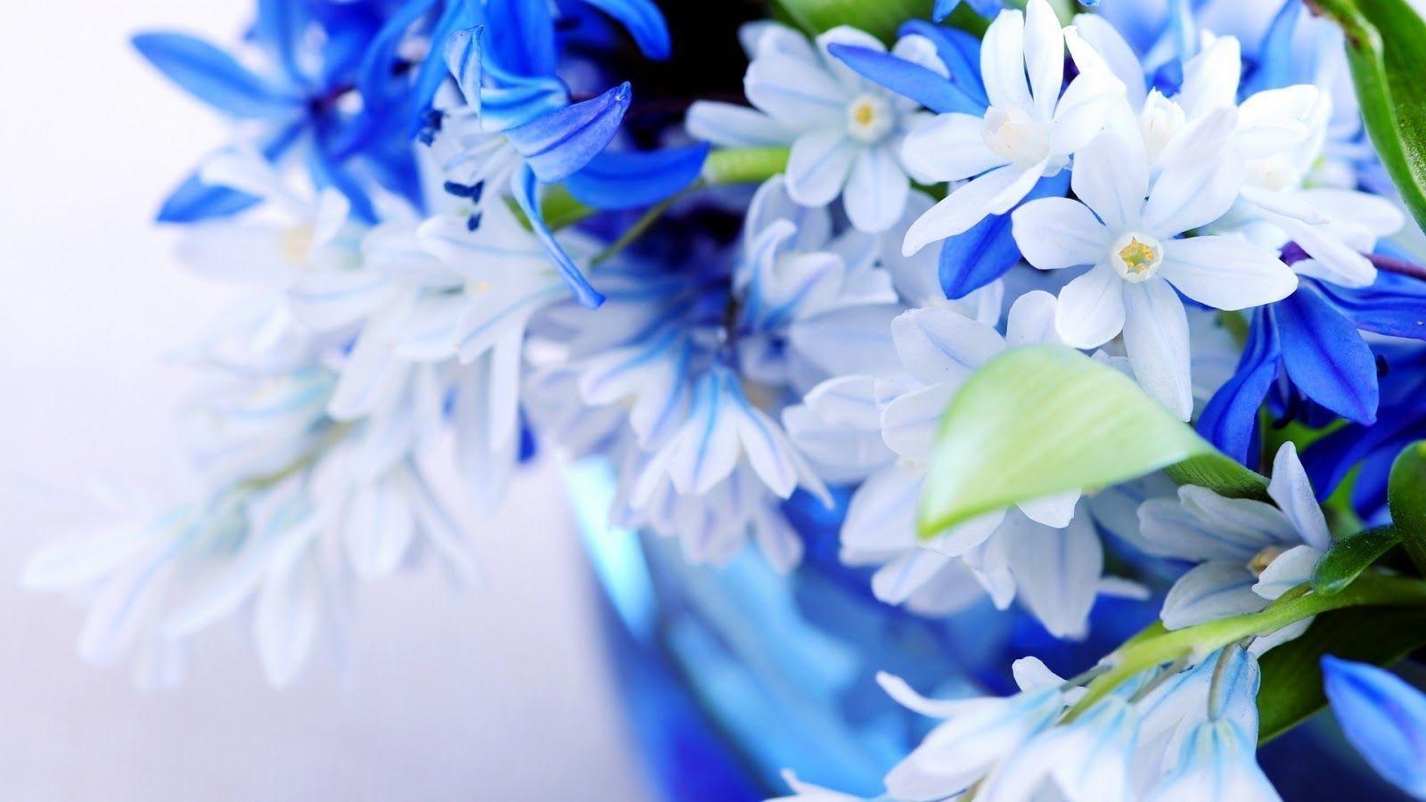 1600x900 Beautiful Flower Wallpaper, Desktop