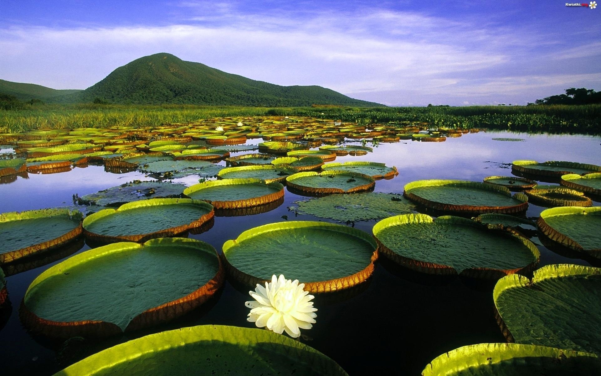 1920x1200 HD Water Lily Pond Wallpaper, Desktop