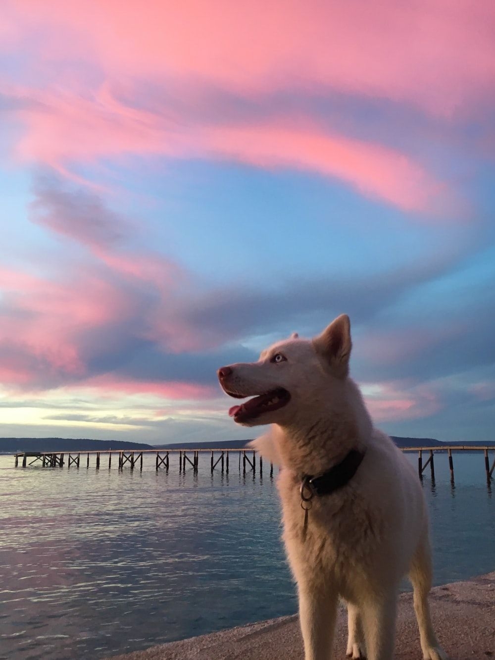 1000x1340 Short Coated White Dog Standing Beside Body Of Water During Sunset, Phone