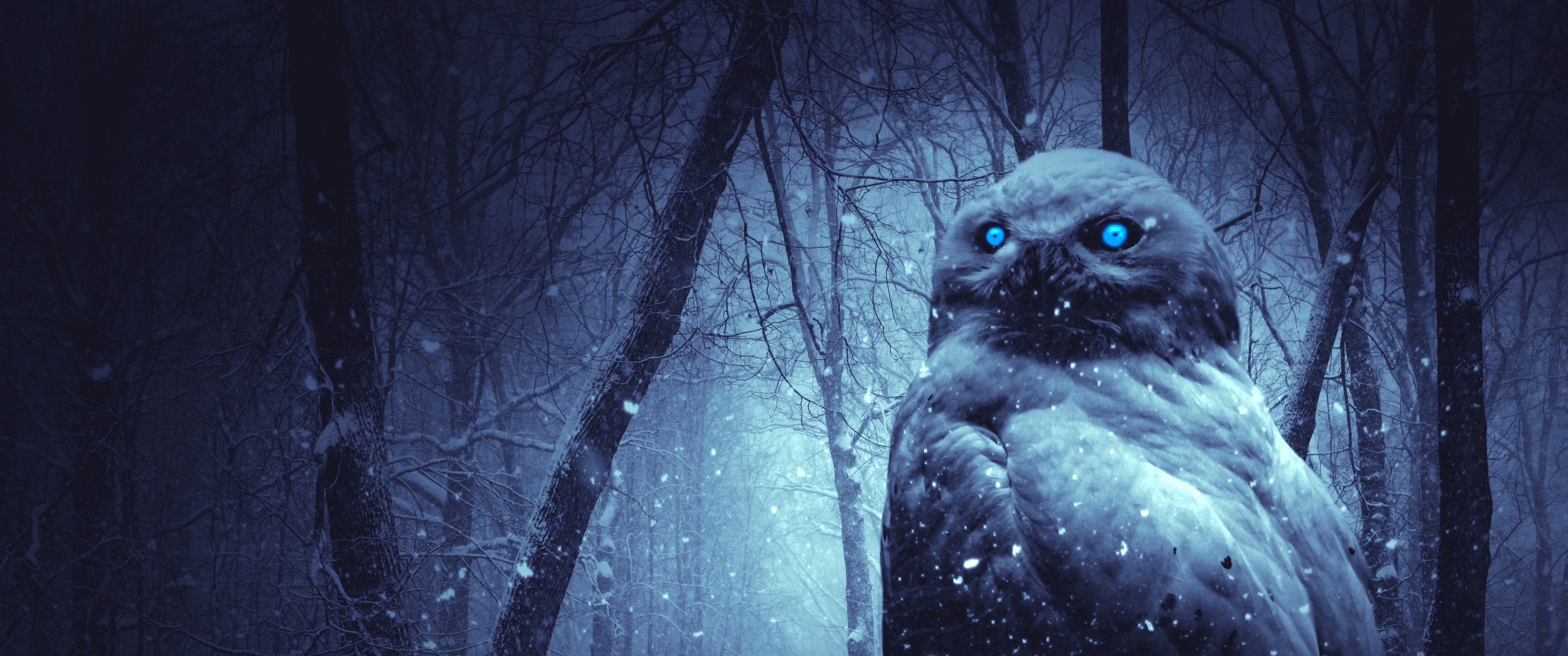 3440x1440 Owl Wallpaper 4K, Forest, Winter, Dark, Night, Blue eyes, Scary, Animals, Dual Screen