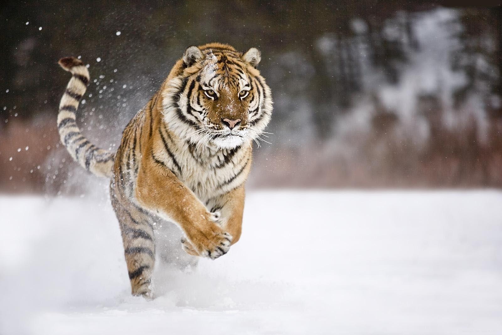 1600x1070 Running Tigers Fresh HD Wallpaper 2013. Top HD animals wallpaper, Desktop