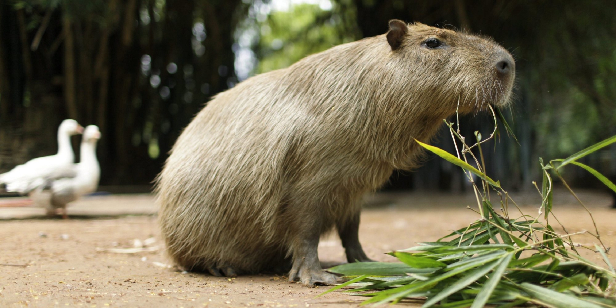 2160x1080 Capybara HD, Dual Screen