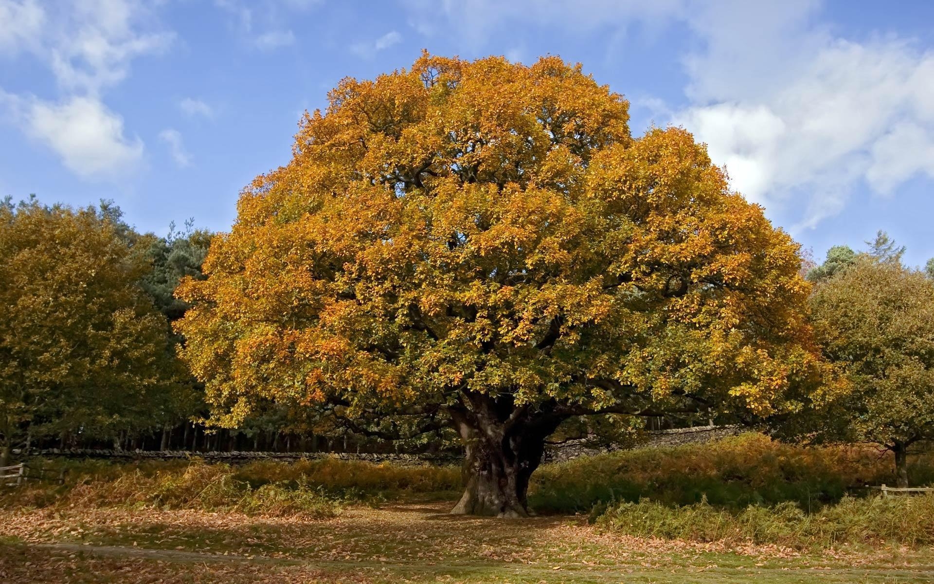 1920x1200 autumn oak tree, Desktop