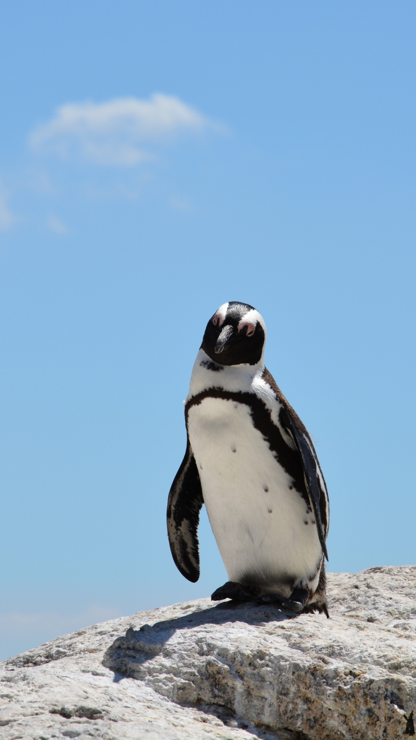 1440x2560 Wallpaper penguin, sky, 4k, Animals, Phone