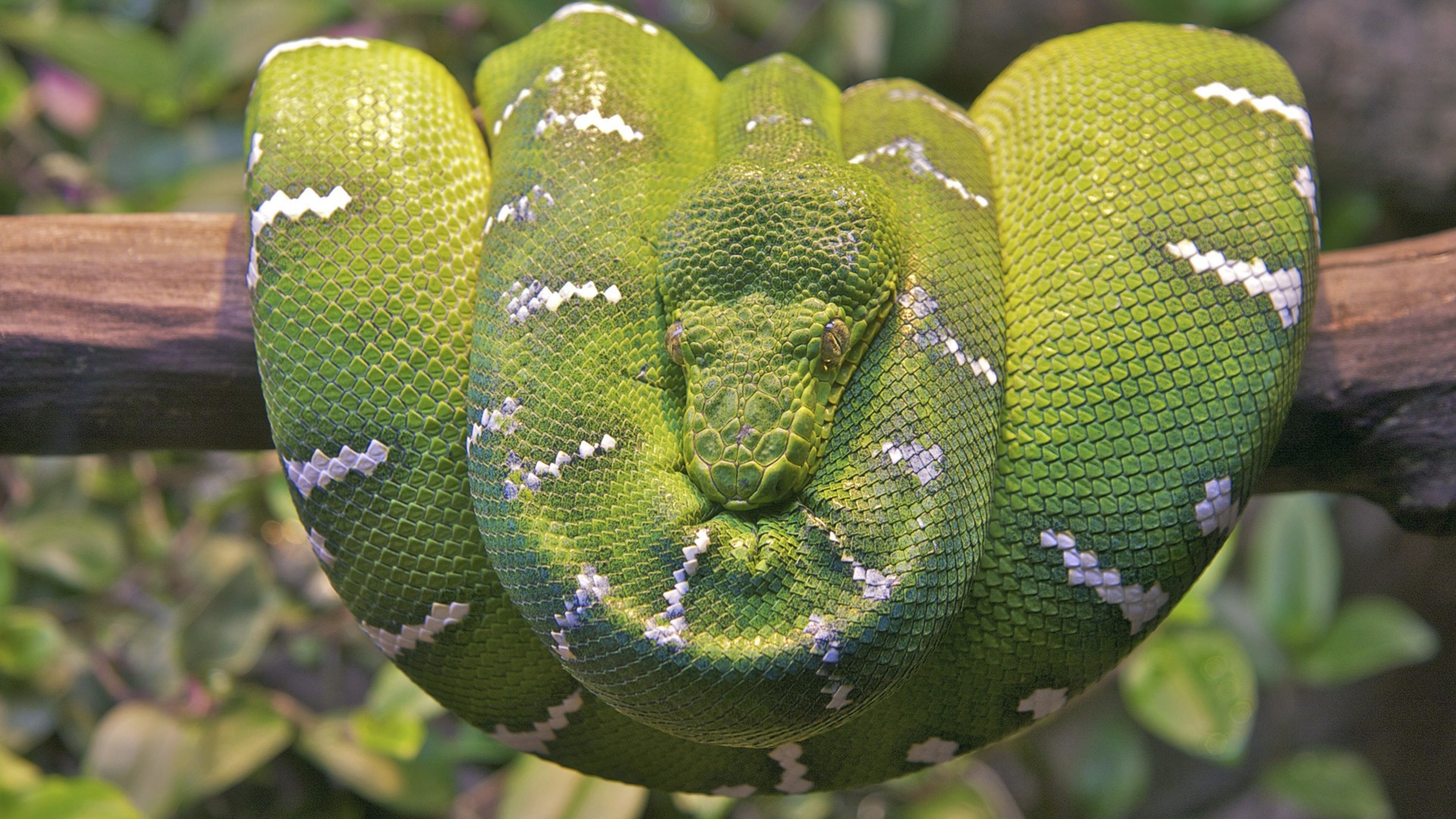 3840x2160 Wallpaper 4k Emerald Tree Boa Snake 4k Wallpaper, Desktop