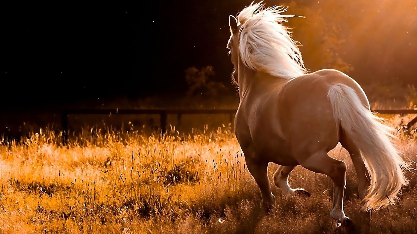 1600x900 Free download All Wallpaper Beautiful Horse HD Wallpaper 2013, Desktop