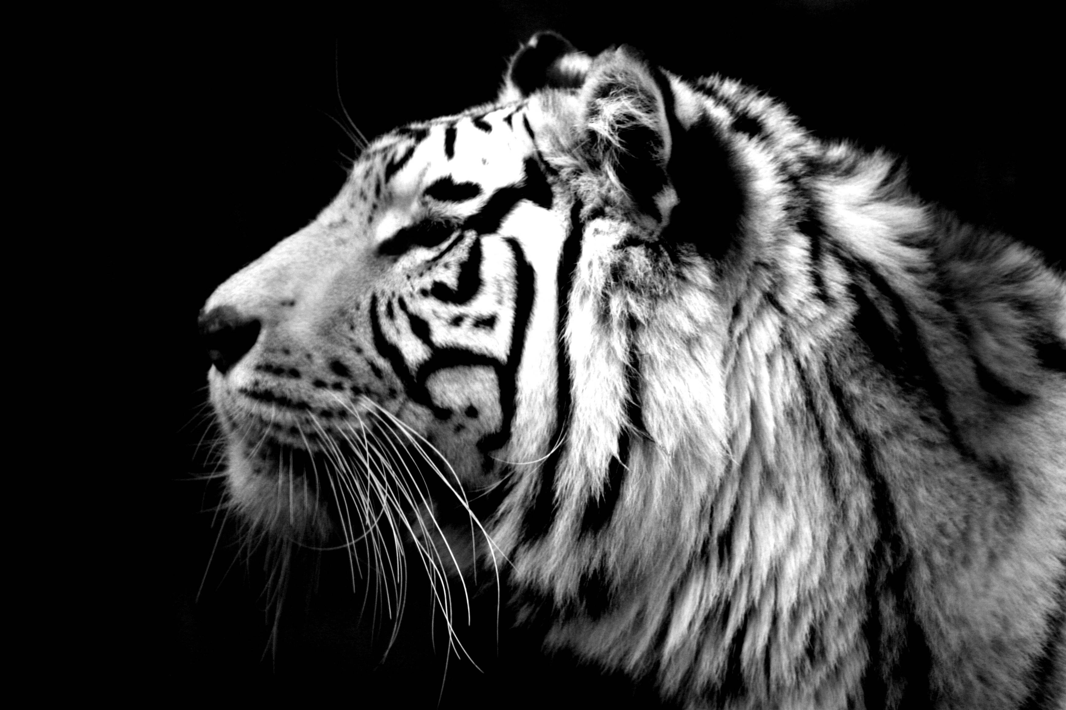 3510x2340 White Tiger Wallpaper. White Tiger Background, Desktop