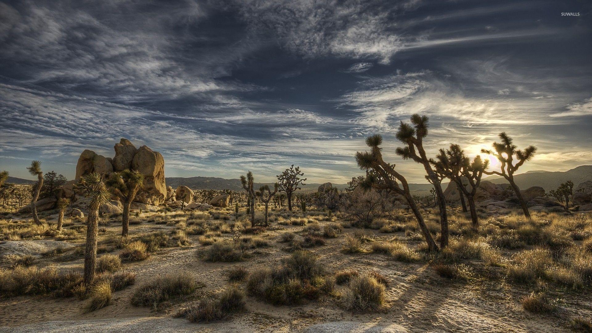 1920x1080 Joshua Tree National Park [4] wallpaper wallpaper, Desktop