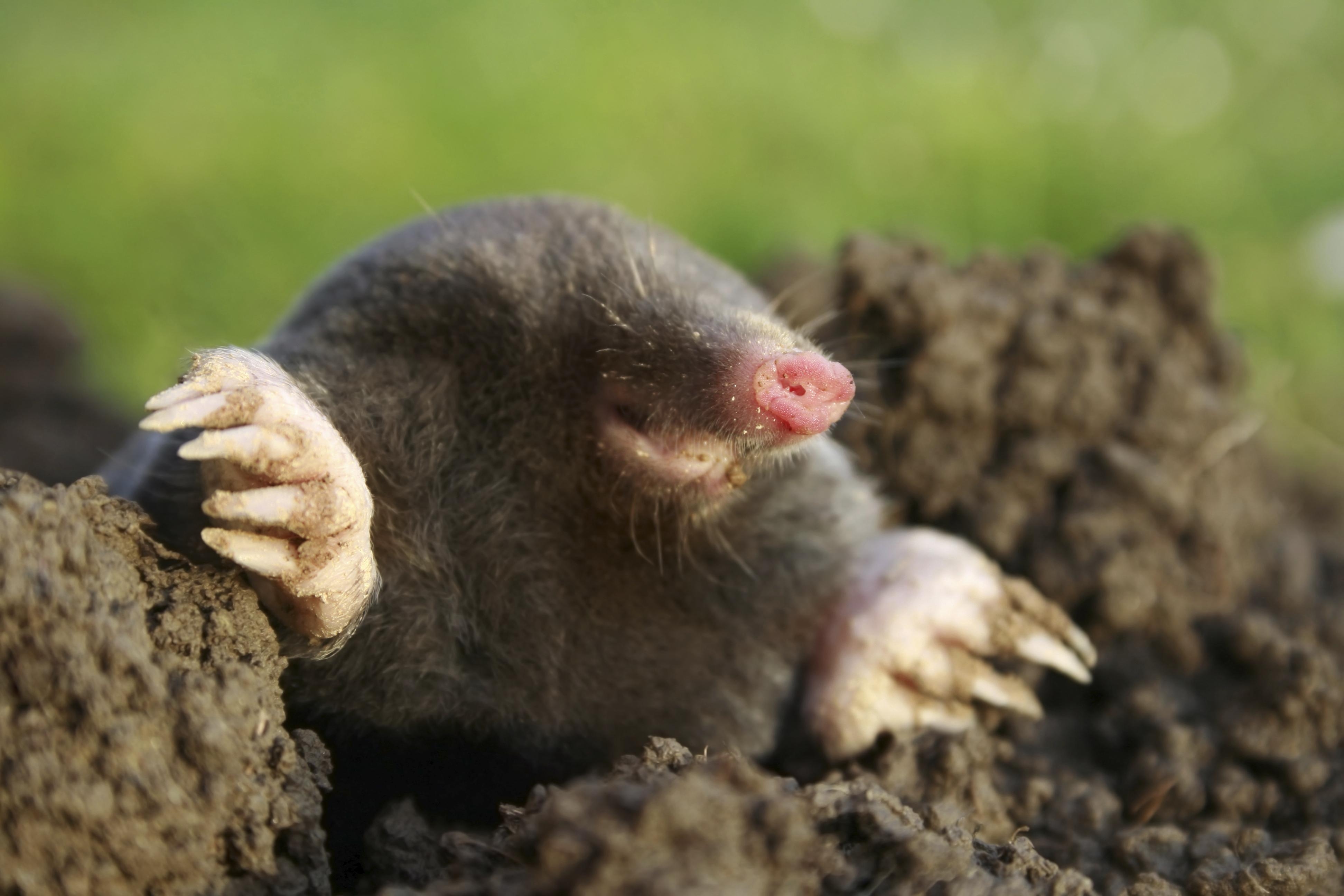 3890x2600 px Mole 4990.71 KB, Desktop