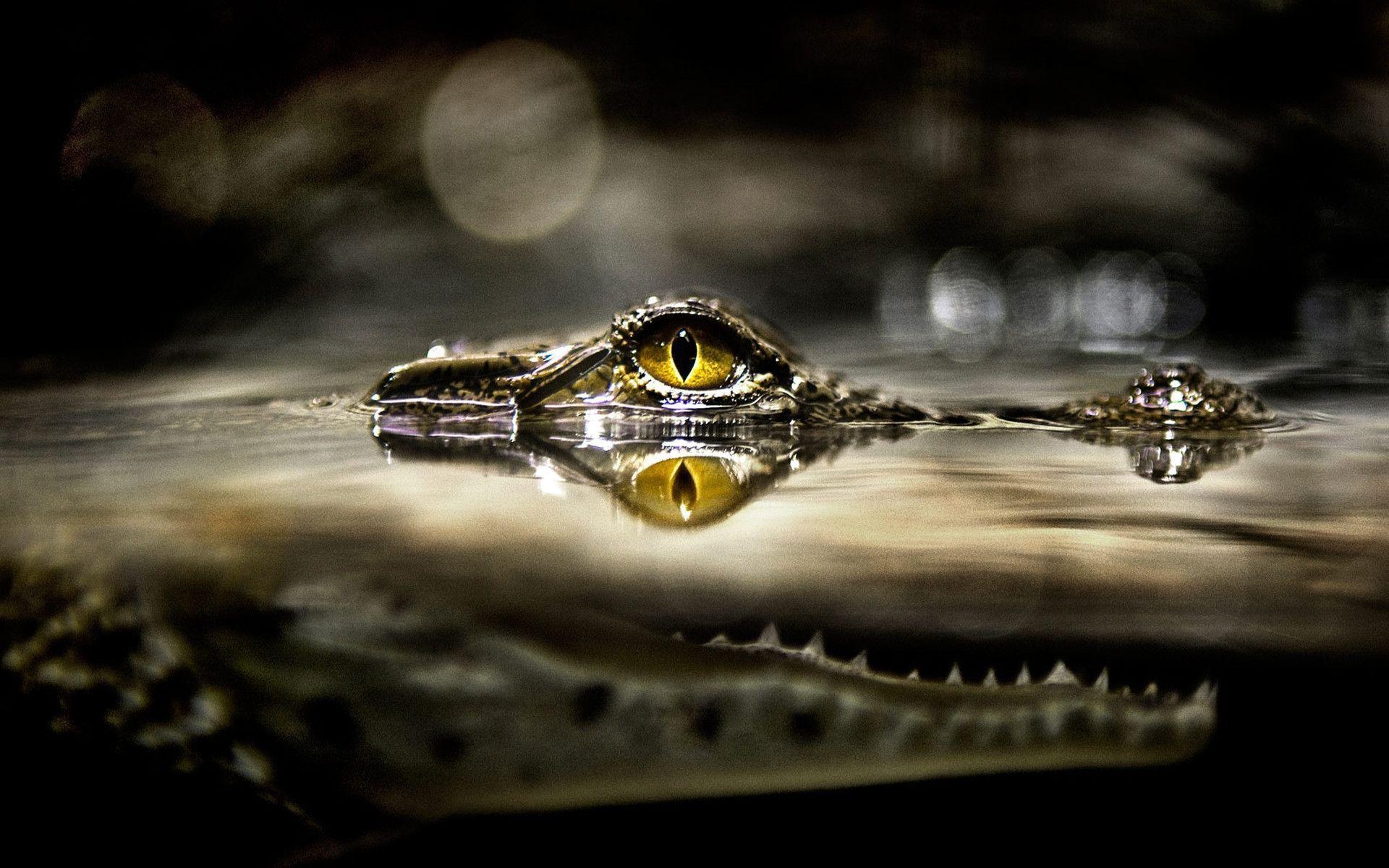 1920x1200 Fonds d&;écran Crocodile, tous les wallpaper Crocodile, Desktop