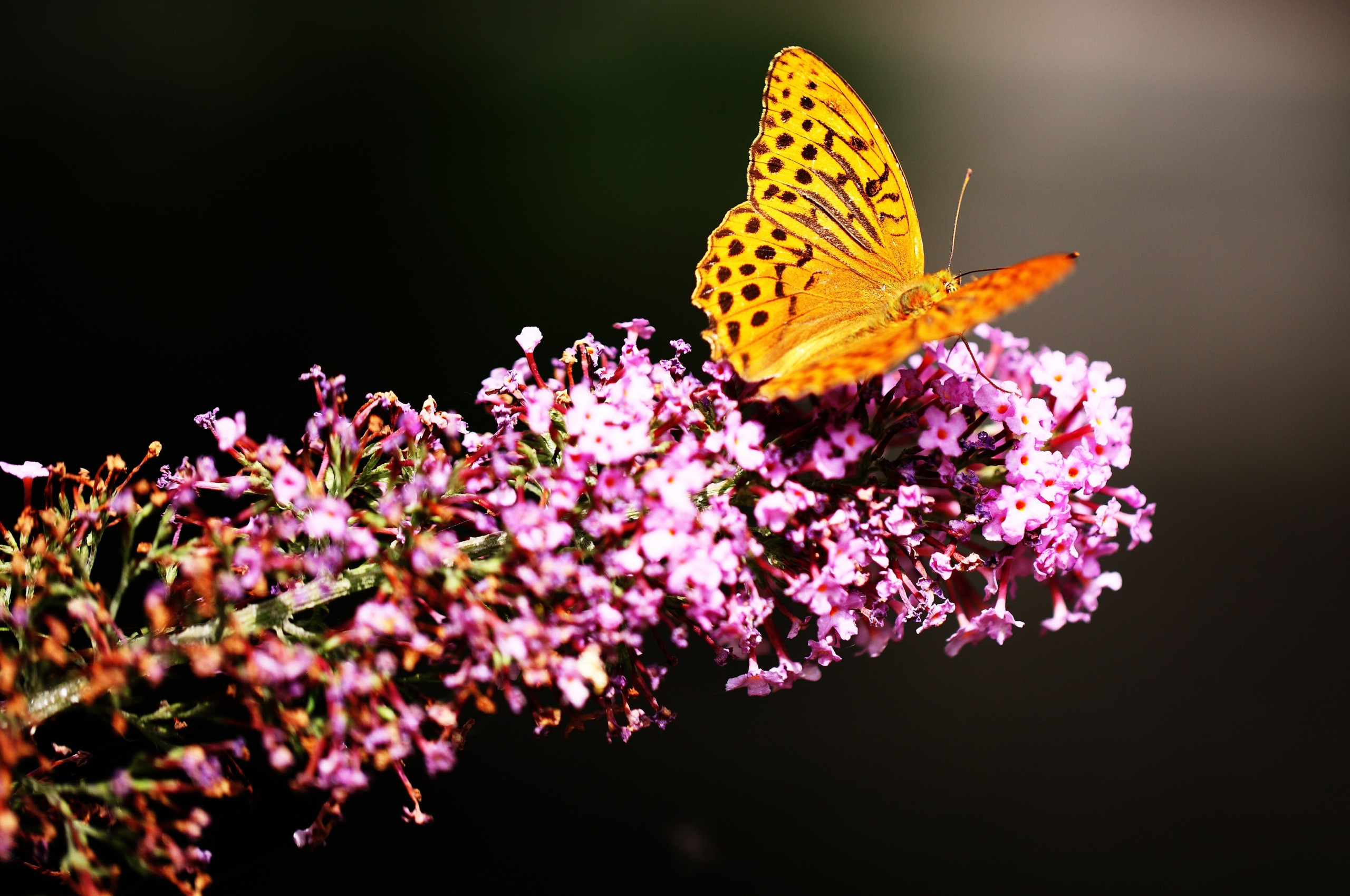 2560x1700 Download  Purple Flowers, Spring, Blossom, Butterfly Wallpaper for Chromebook Pixel, Desktop