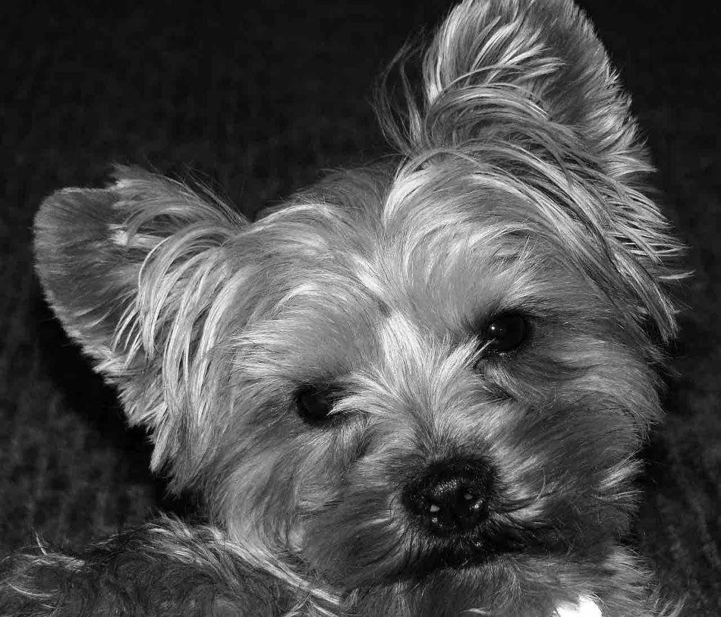 1060x900 Yorkie Dog Wallpaper Apps on Google Play, Desktop