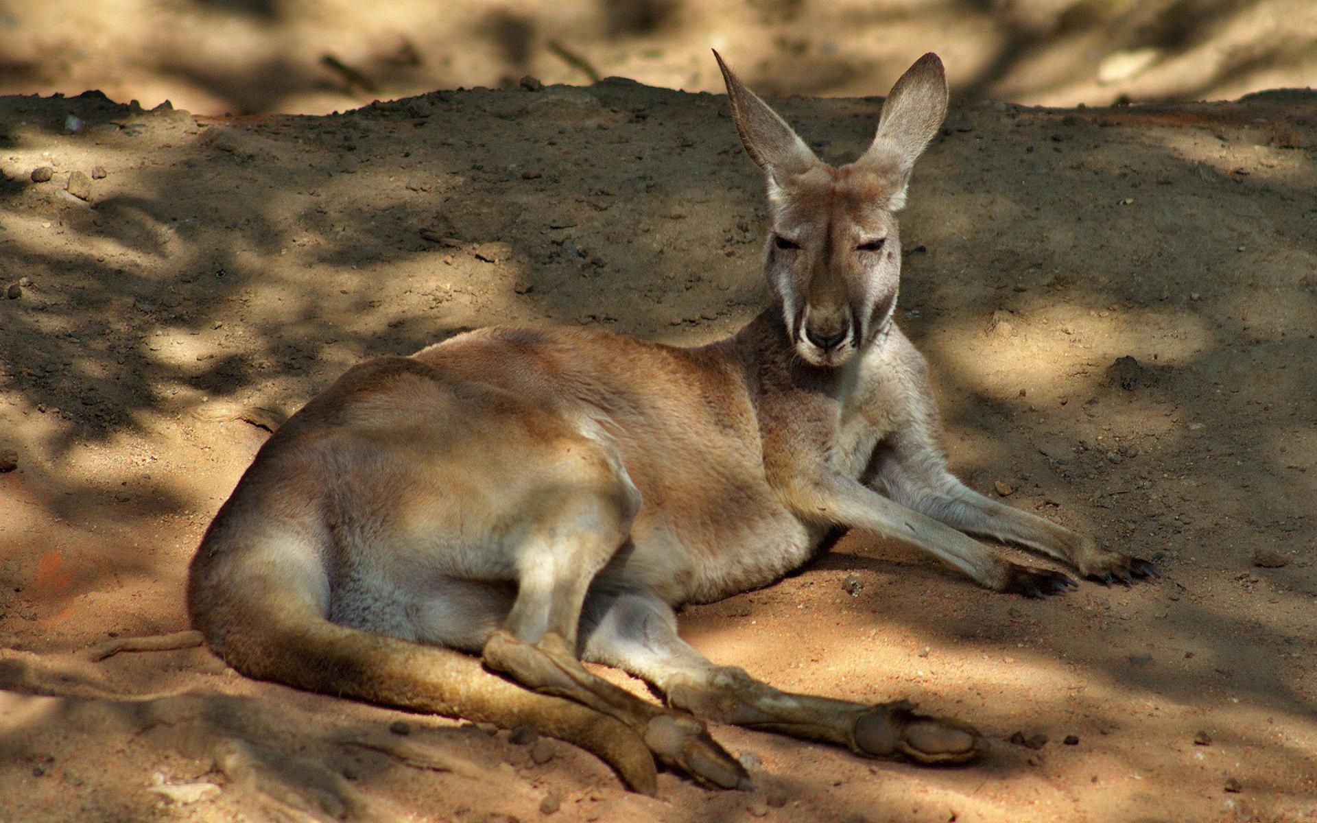 1920x1200 Kangaroo HD Wallpaper, Desktop