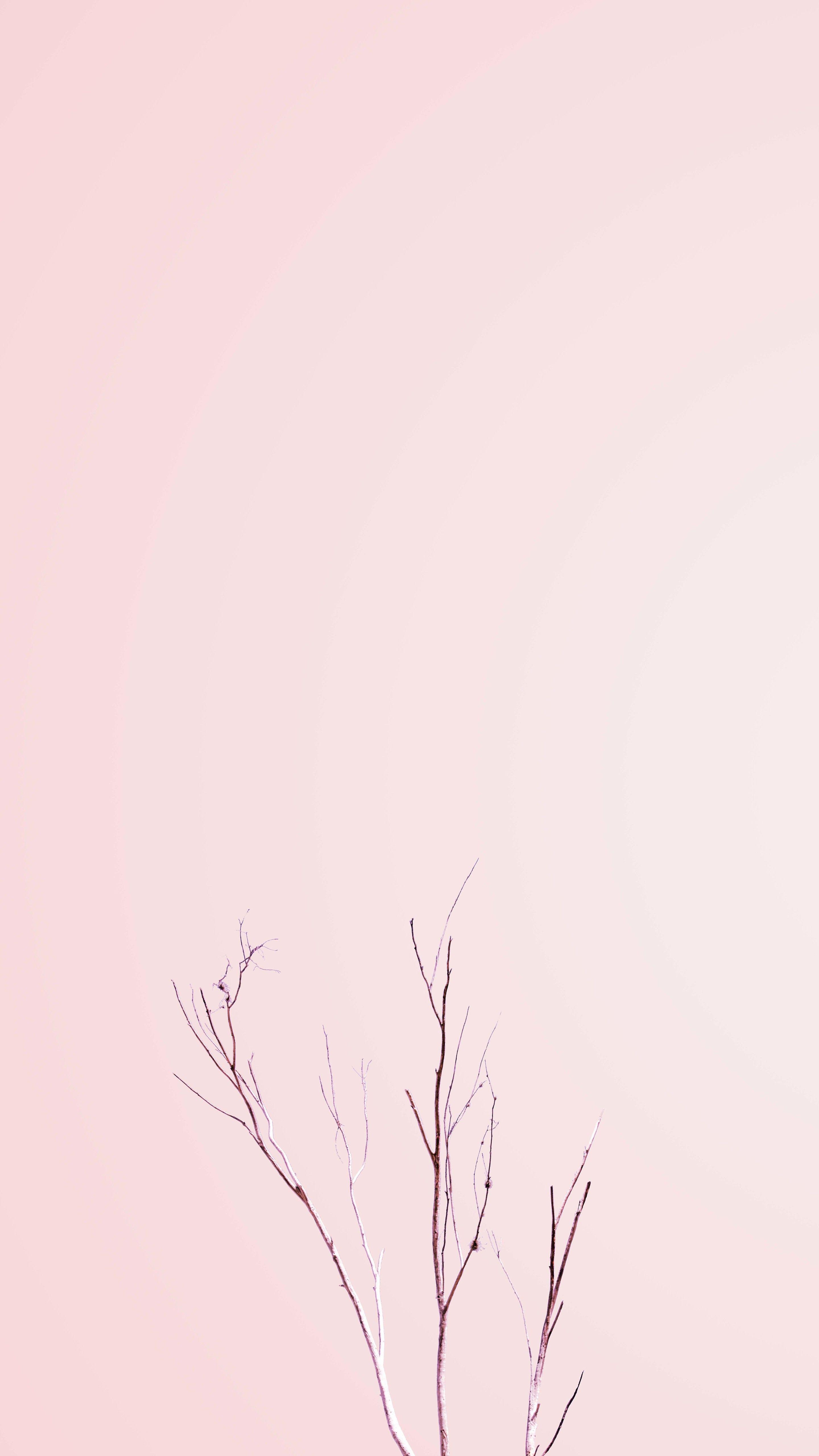 2880x5120 Minimalist Pink Wallpaper Free Minimalist Pink Background, Phone