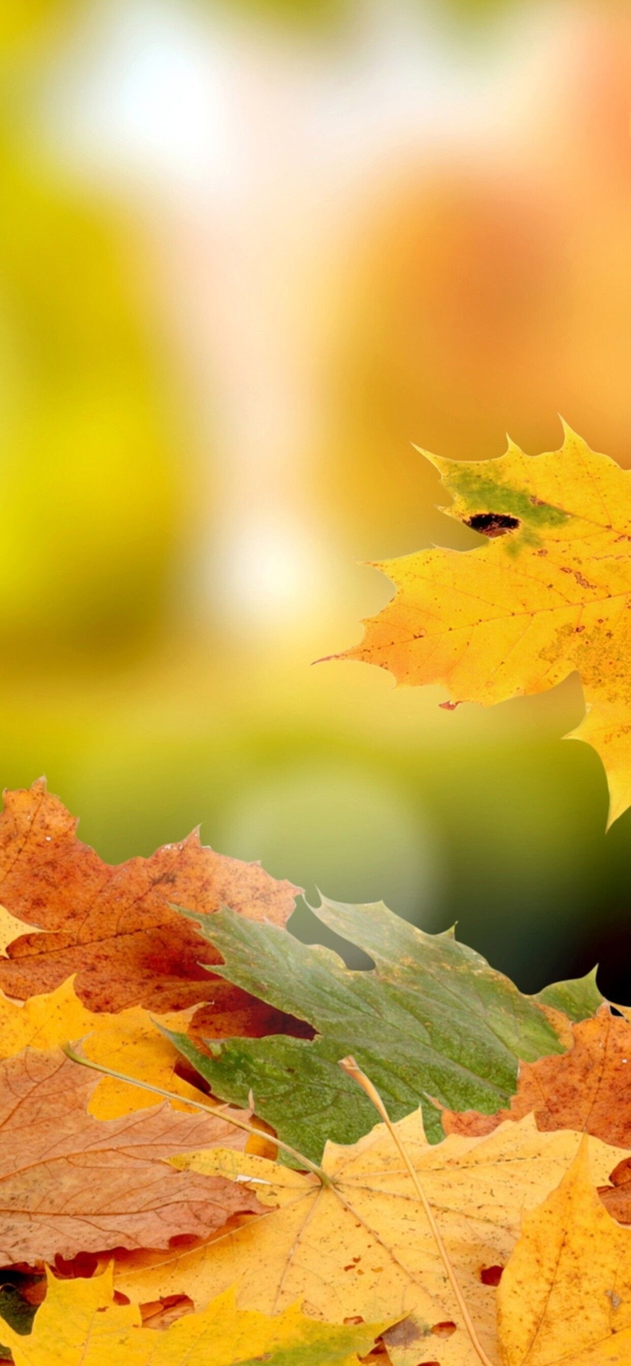 1250x2690 Beautiful carpet of autumn leaves, Phone