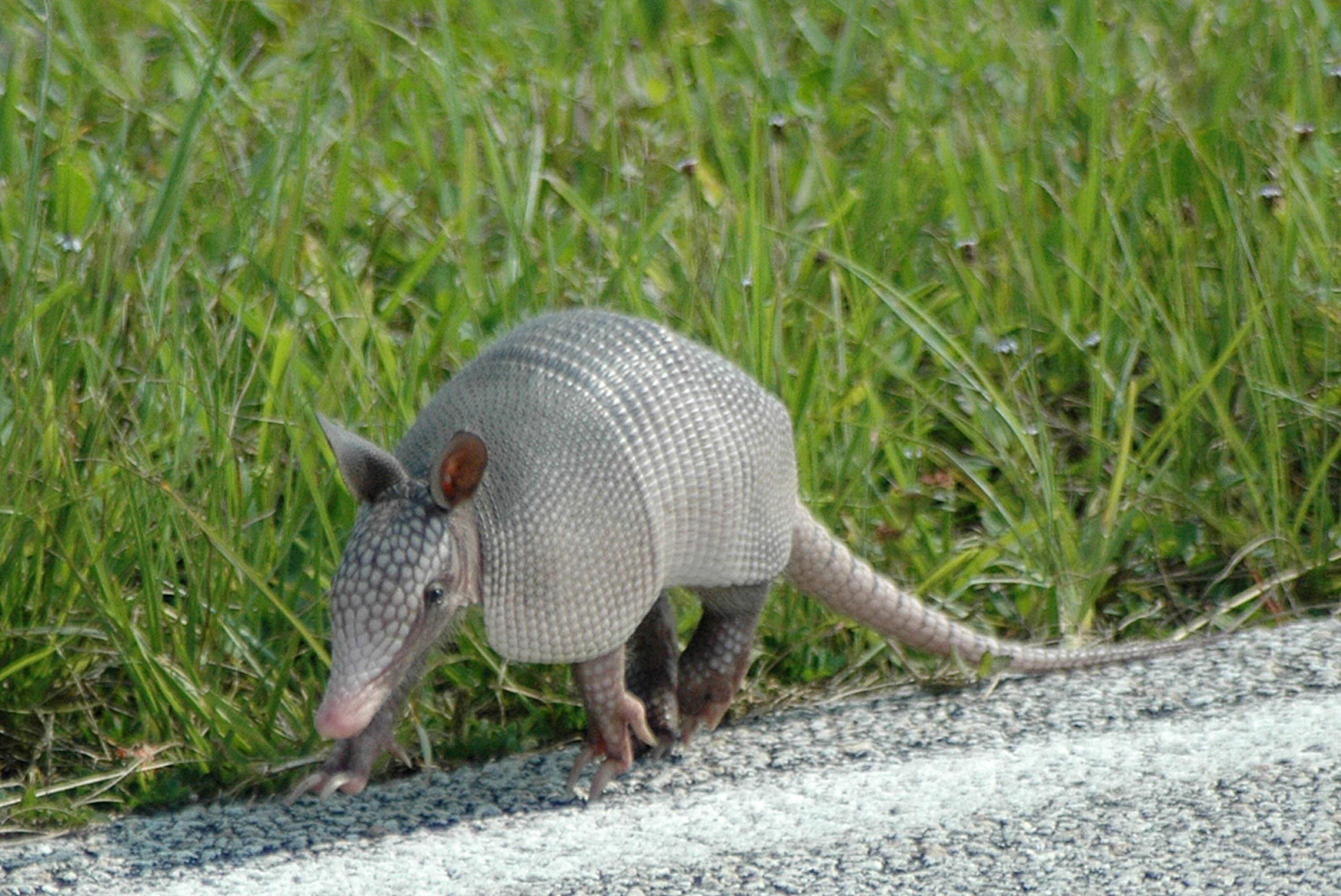 3000x2010 Armadillo Wallpaper. Animals, Armadillo, Baby animals, Desktop