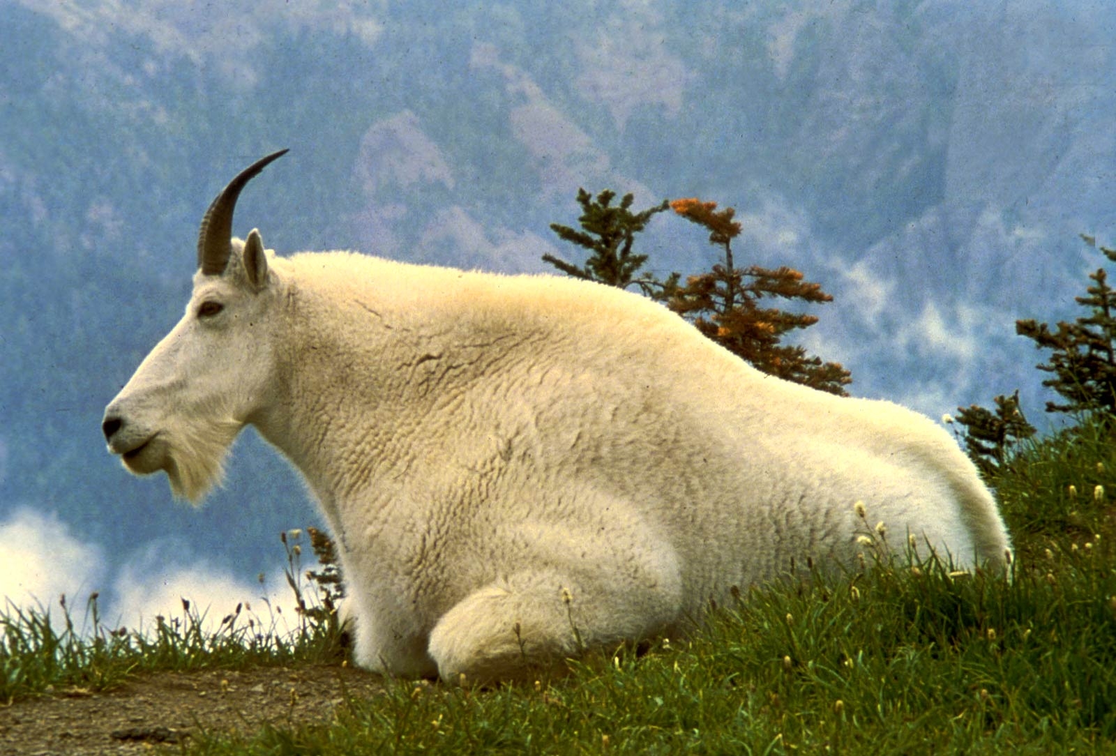 1600x1090 Free Goat Wallpaper download, Desktop