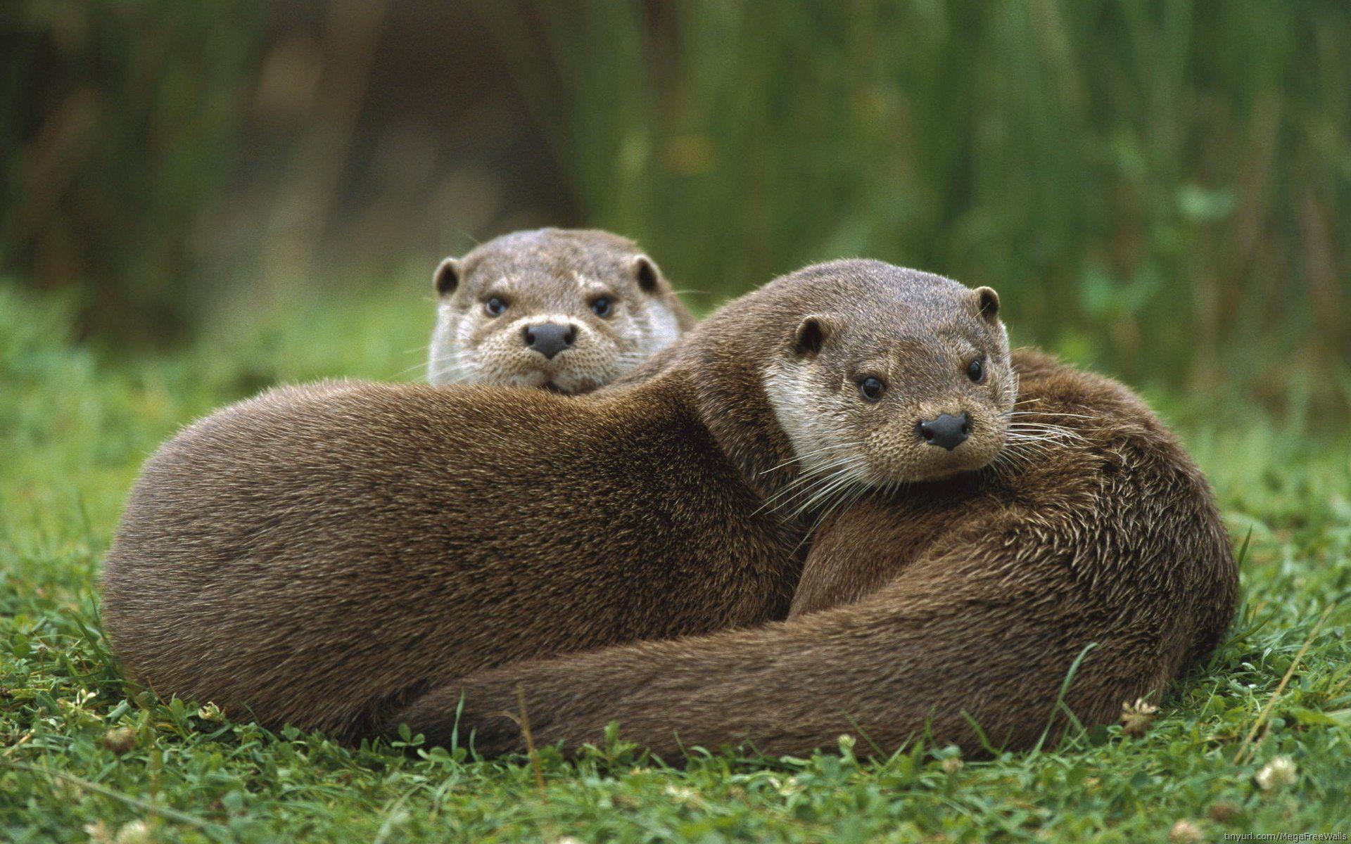 1920x1200 Otter HD Wallpaper, Desktop