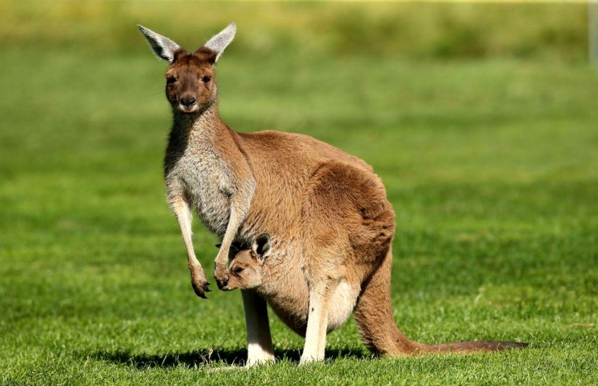 1190x770 Kangaroo Latest HD Wallpaper Free Download, Desktop