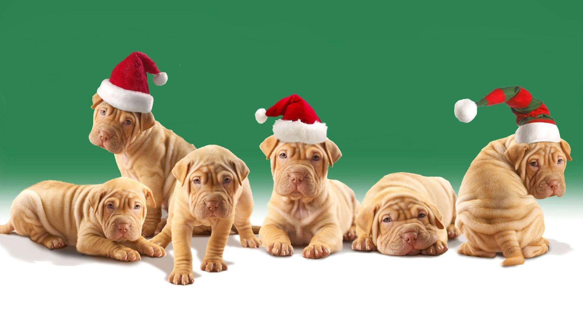 1920x1080 christmas animals wallpaper #cute, Desktop