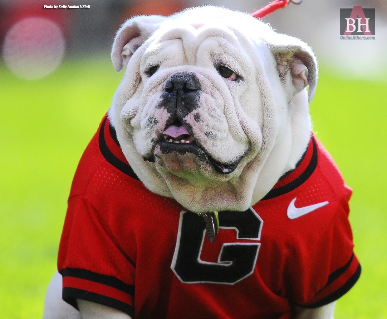 1240x1030 Download Georgia Bulldogs Wallpaper Free (37), Desktop