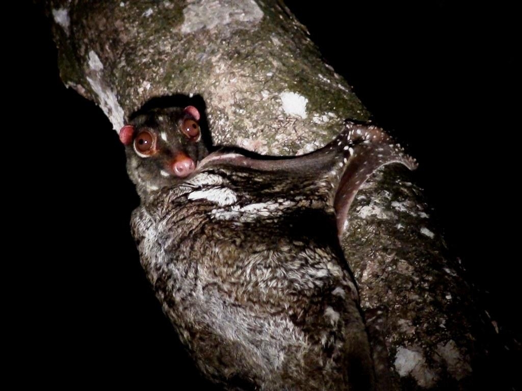 1030x770 Colugo with curiosity. Observing before gliding, Desktop