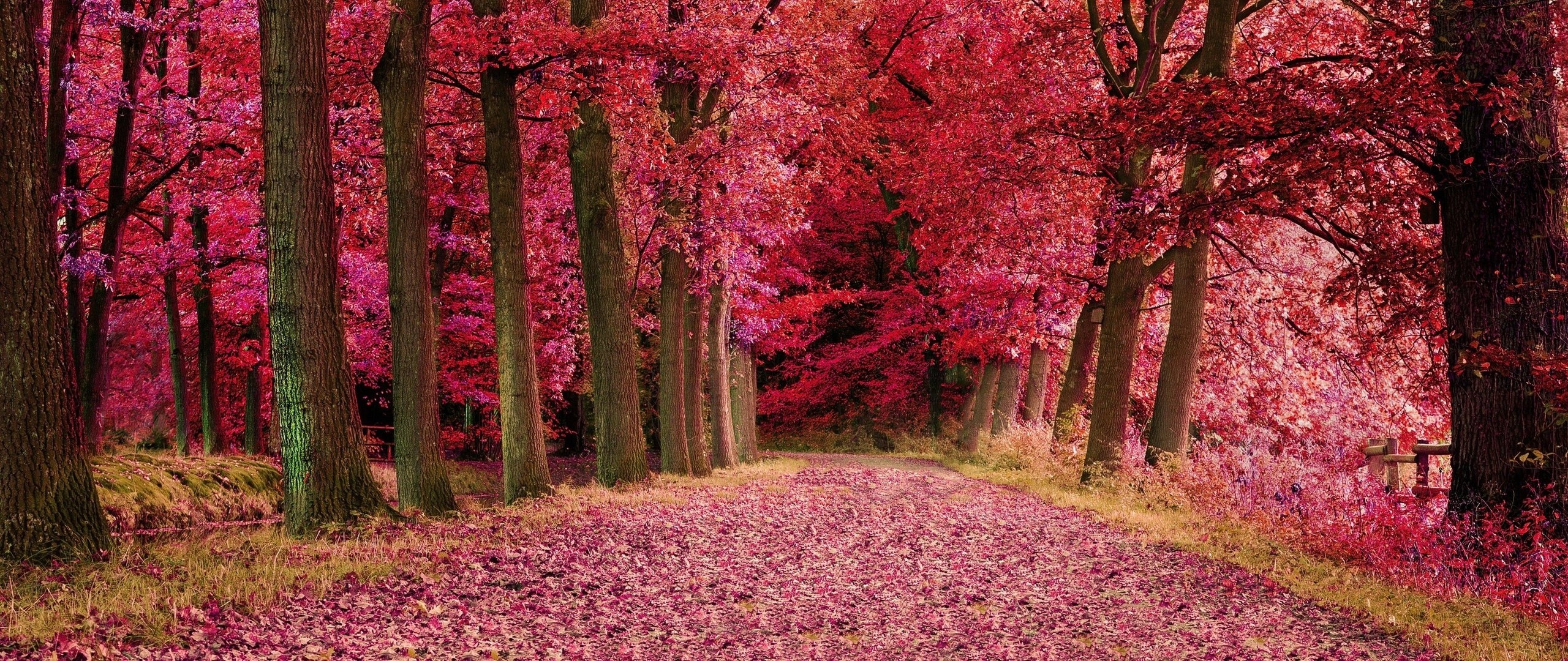 2560x1080 Fall Foilage Path Pink Trees  Resolution HD 4k Wallpaper, Image, Background, Photo and Picture, Dual Screen