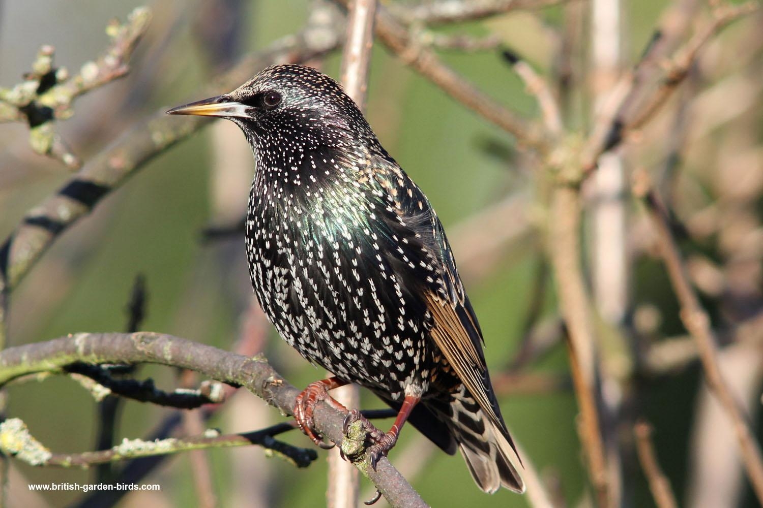 1500x1000 starling wallpaper and background, Desktop