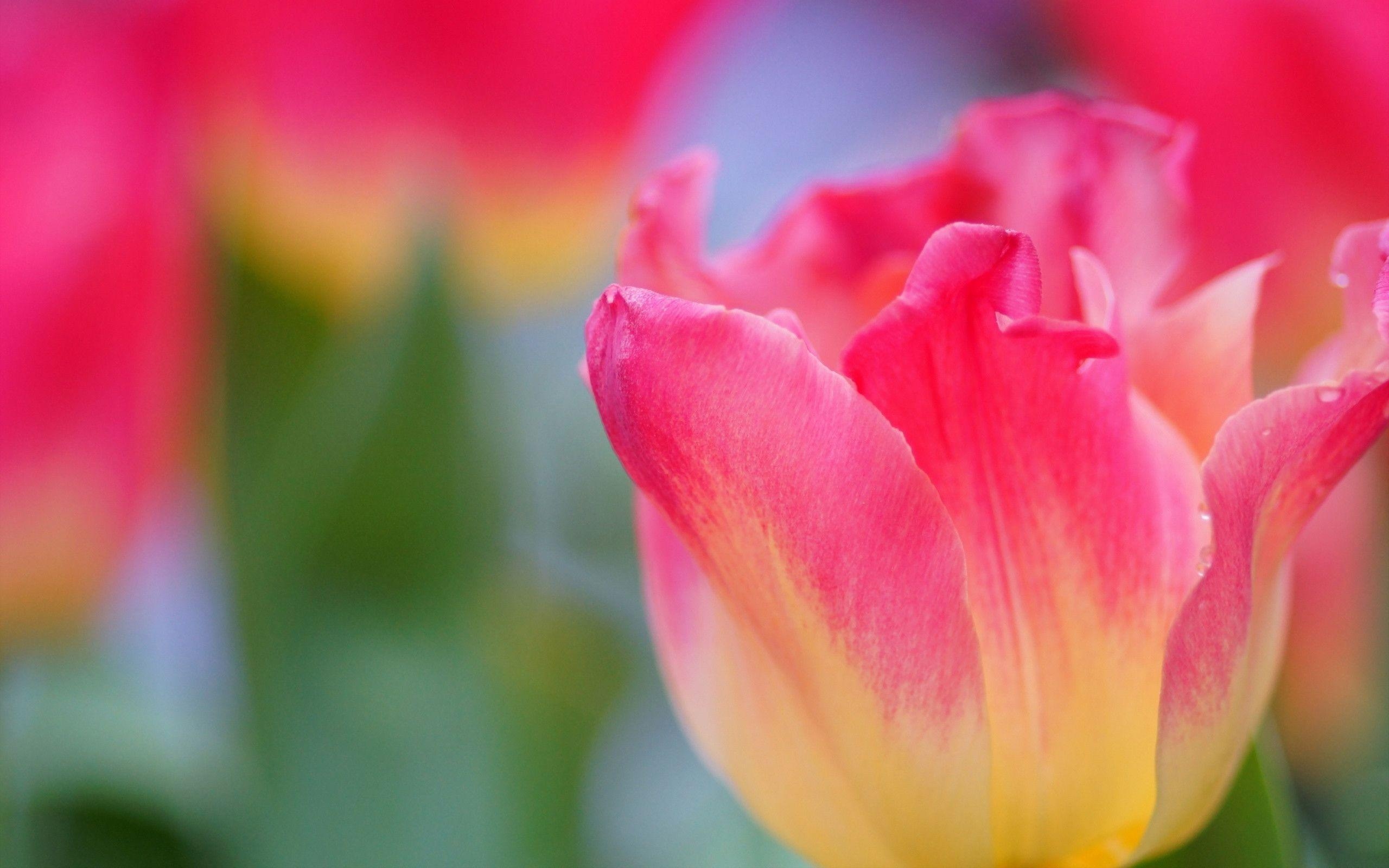 2560x1600 Yellow And Pink Tulips wallpaper, Desktop