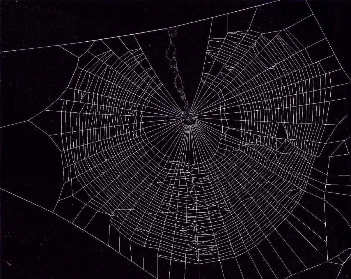 1210x960 Spider Web Wallpaper Desktop #CJQ. Animals. Spider, Wallpaper, Desktop