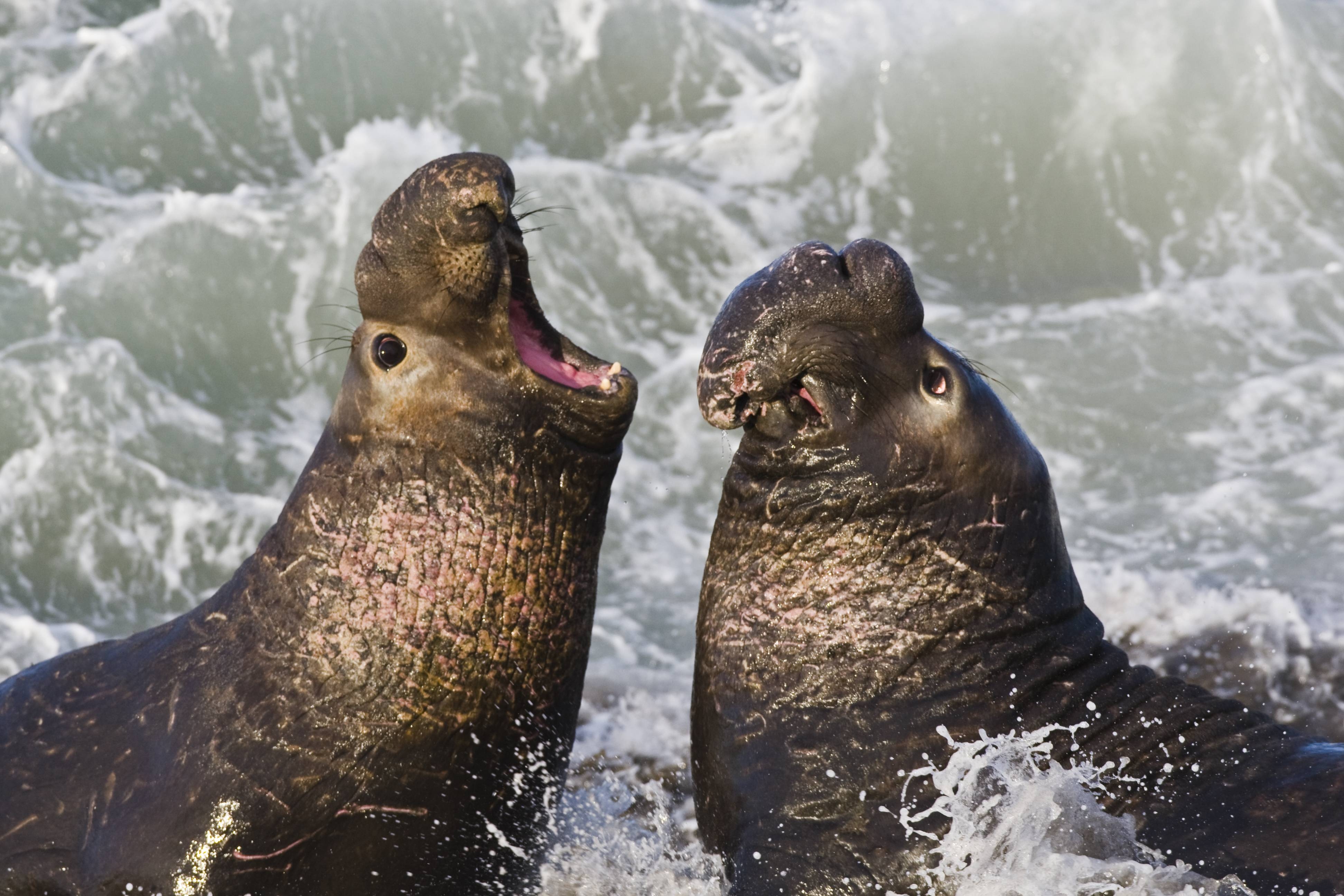 3890x2600 Sea Lion Wallpaper. Sea Lion Background, Desktop