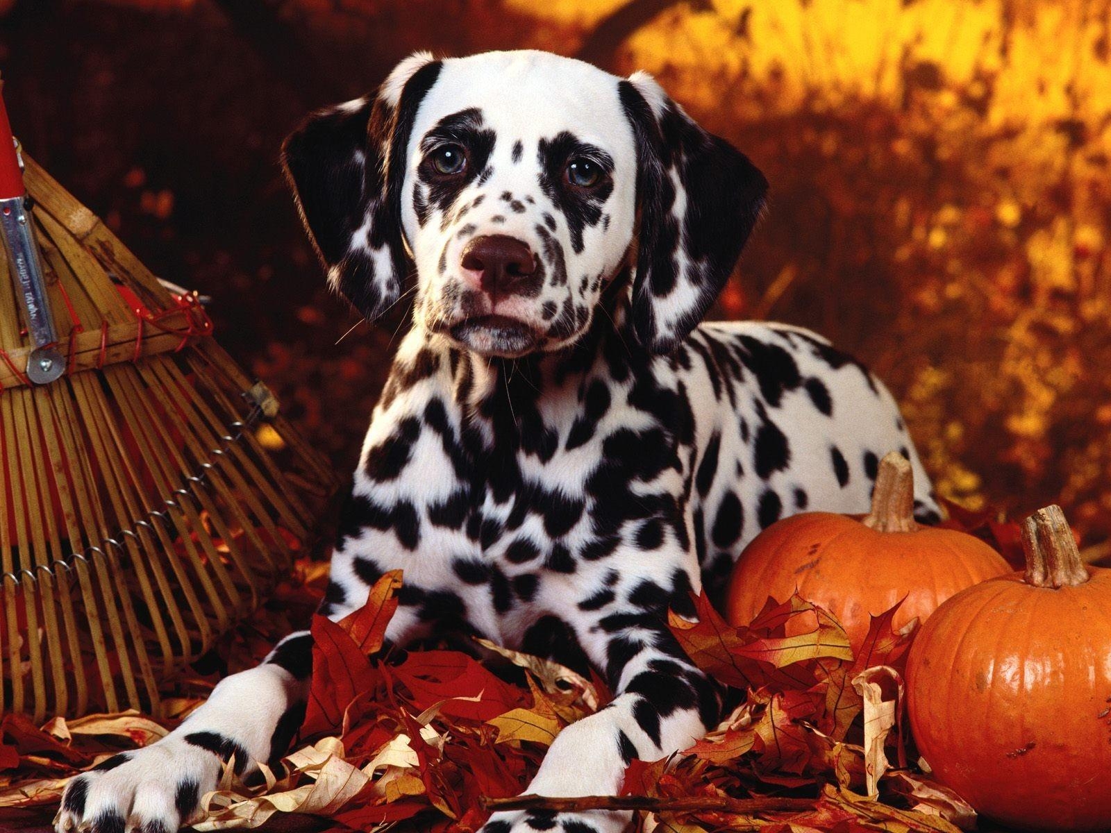 1600x1200 Dalmatian in the halloween theme wallpaper and image, Desktop